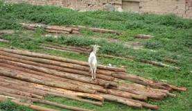 Goat on a pile of wood