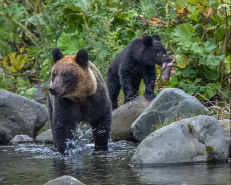 Bears at Shiretoko National Park, located on the Shiretoko Peninsula in eastern Hokkaido, Japan.