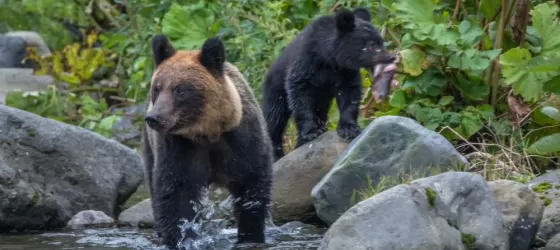 Bears at Shiretoko National Park, located on the Shiretoko Peninsula in eastern Hokkaido, Japan.