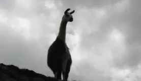 The dalai llama