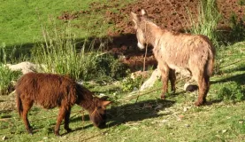 Burros in the Sacred Valley