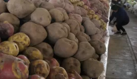 the 900 different species of potatoes in Peru