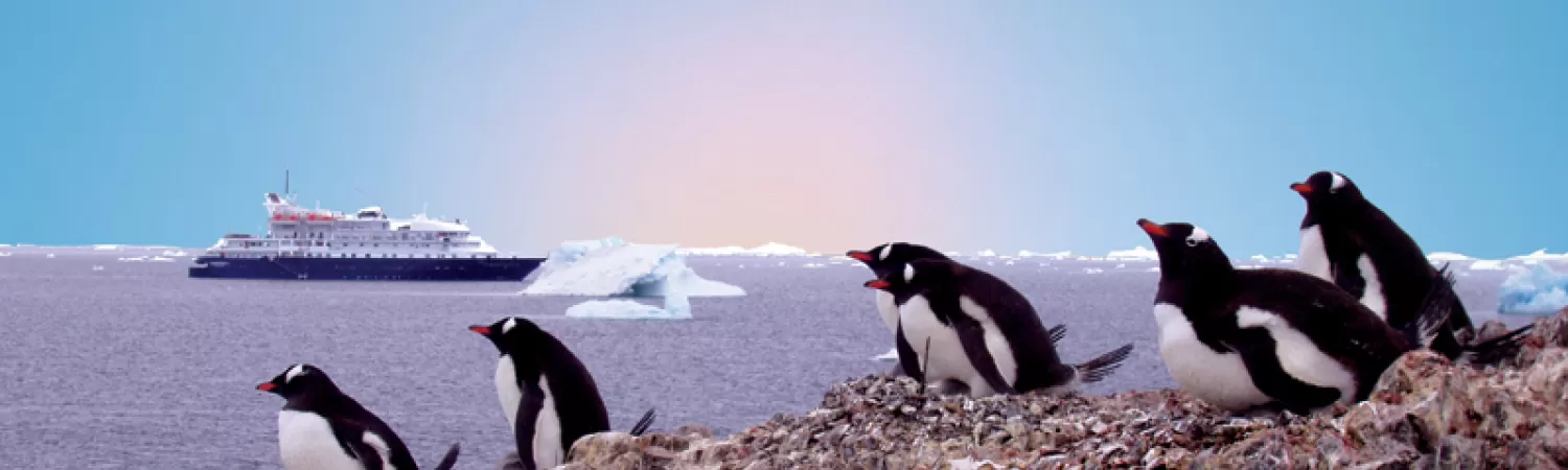 Gentoo penguins greeting the Corinthian II