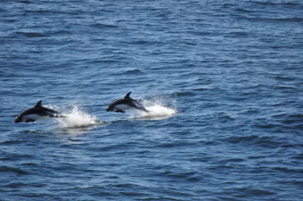 dolphins playing hide and seek in Drake Passage on way to Ushuaia