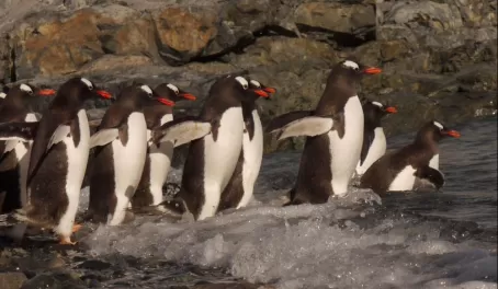 nobody queues like penguins