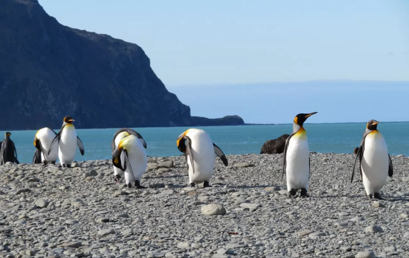 Penguins at the Weddell Sea