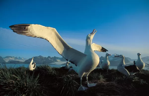 Seabirds at the Weddell Sea