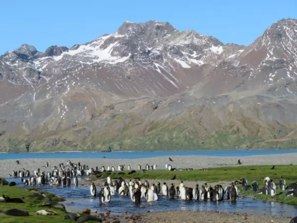 Penguins at the Weddell Sea