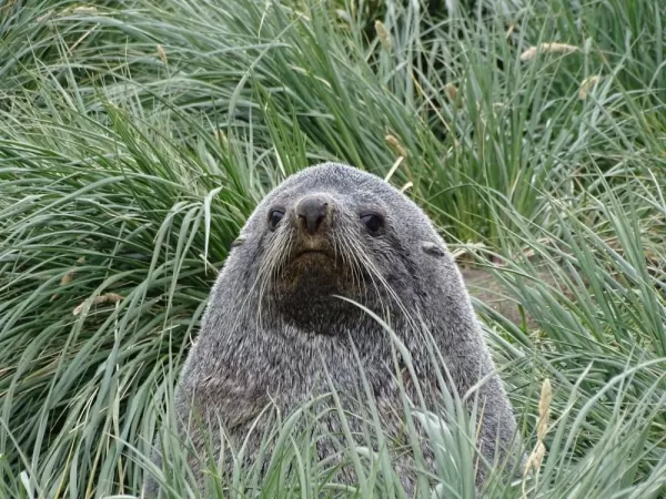 A seal in the grass at the Weddell Sea