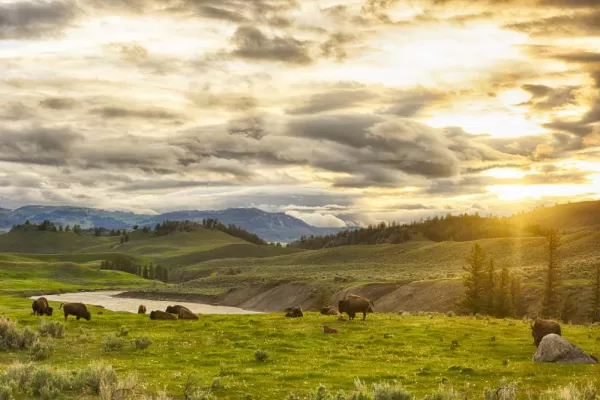 Bison, Yellowstone National Park, Wyoming
