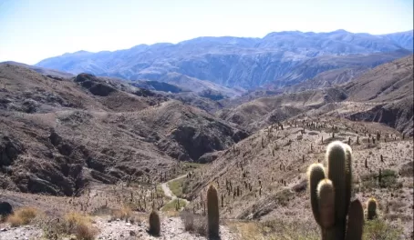 Cacti valley