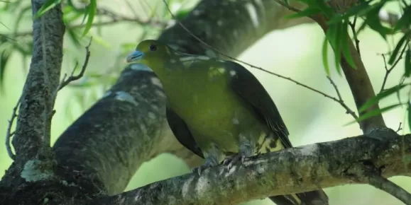 Bird on perch in Japan