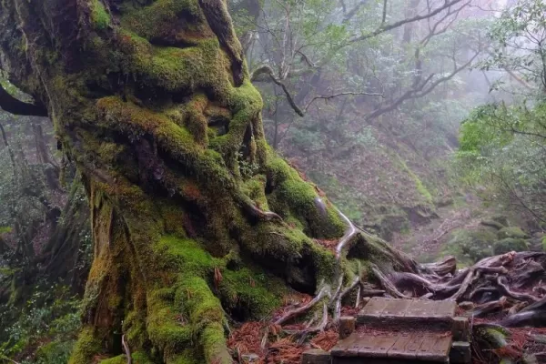Moss on old growth forests in Japan