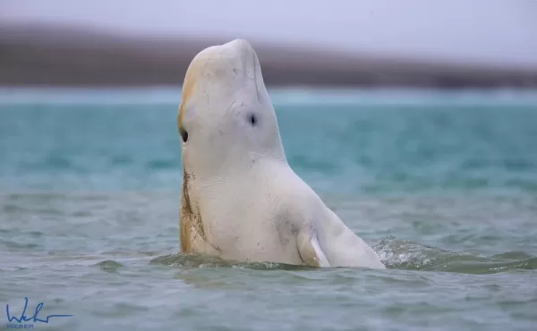 A beluga rubbing in the sand