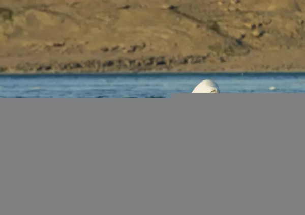 Belugas frolicking in Cunningham Inlet