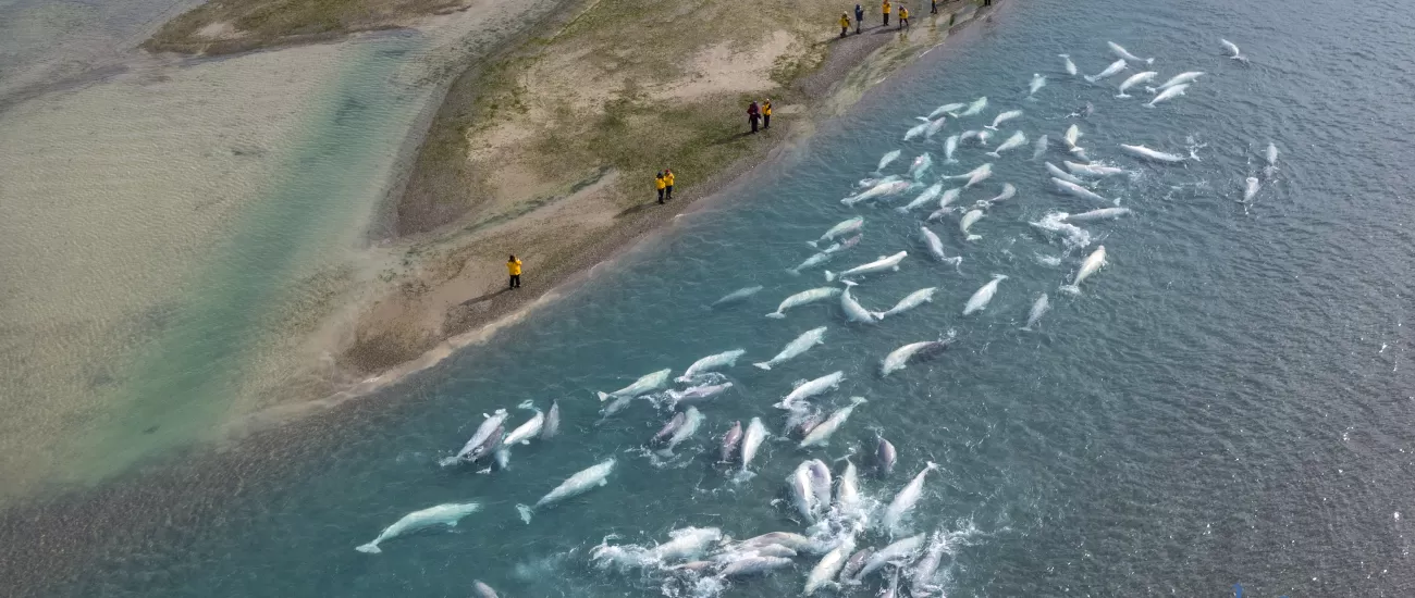 Belugas in Cunningham River & Guests near Arctic Watch
