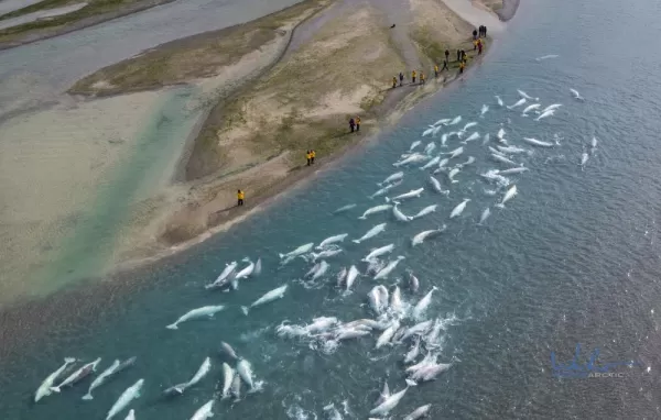 Belugas in Cunningham River & Guests near Arctic Watch