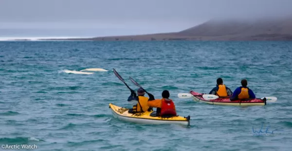 Sea kayaking on the Northwest Passage with belugas