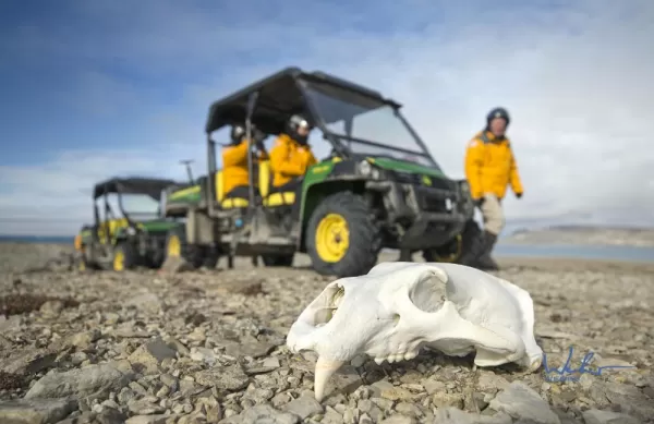 Exploring the tundra via ATV a polar bear skull