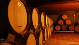 Barrels in the wine cellar