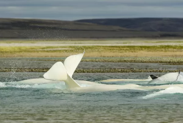 Beluga tail in the Cunningham River at Arctic Watch