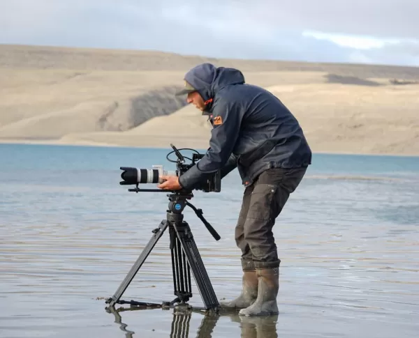 Filming beluga whales