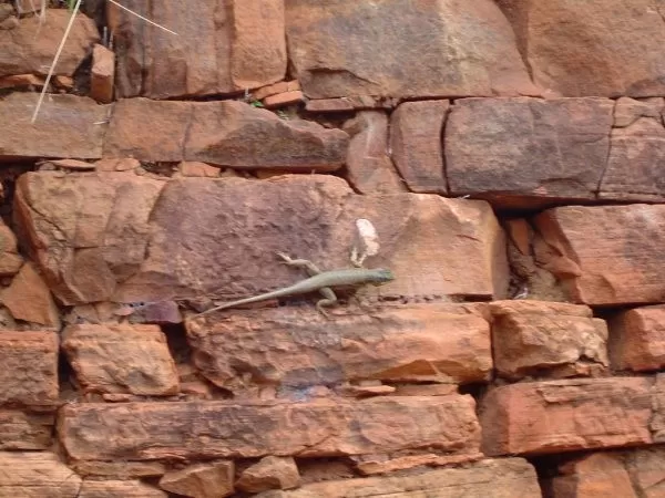 Lizard among the ruins