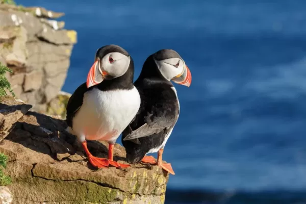 Iceland seabirds