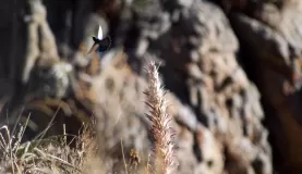 A Patagona Hummingbird.