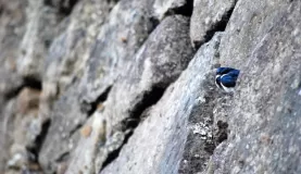 The Blue-and-White Swallow\'s aerobatics: Impossible to miss.