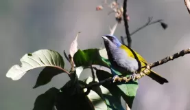 Blue-Capped Tanager at Machu Picchu.