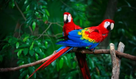 Scarlet macaws perched in the rainforest