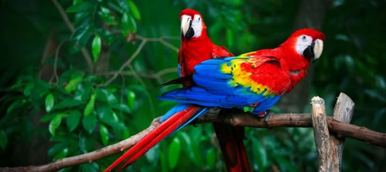 Scarlet macaws perched in the rainforest