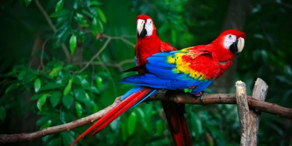 Scarlet macaws perched in the rainforest