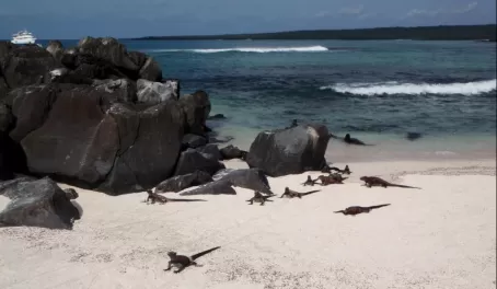 Marine iguanas coming from the sea