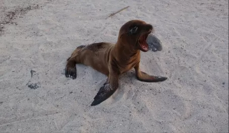 Sea lion pup in the Galapagos. So cute!
