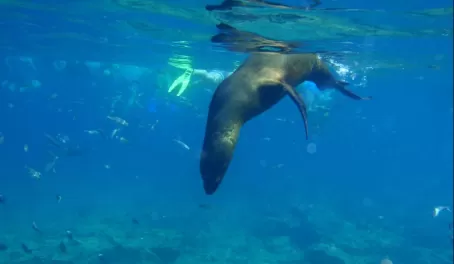 Swimming with sea lions