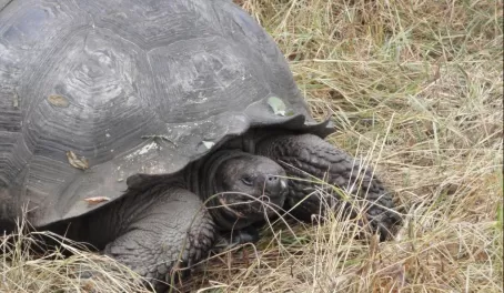 Giant tortoise on Santa Cruz Island
