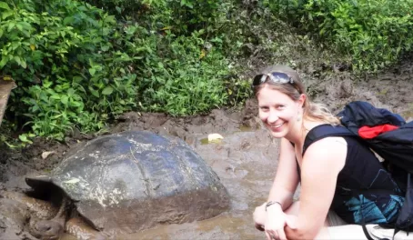 Giant tortoises in the mud