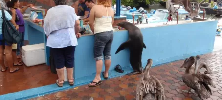 This sea lion and his pelican friends were waiting their turn at the fish market, just like everyone else!