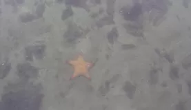 Starfish in Belize