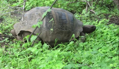 Giant tortoise came down from the highlands in the rainy season