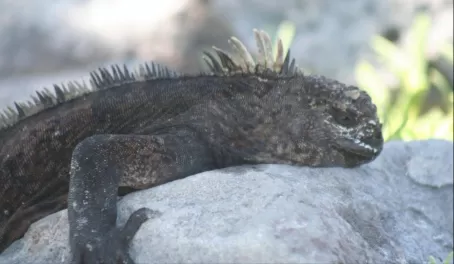 Give me a minute. I\'m just trying to warm up! Marine Iguana ready to face the day.