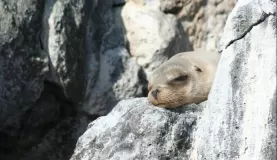 A sea lion taking a nap in the Galapagos