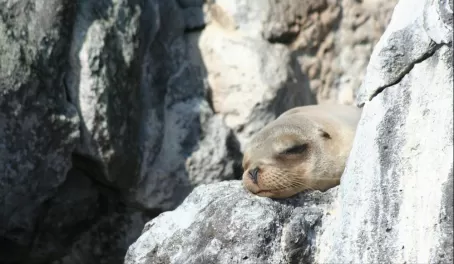 A sea lion taking a nap in the Galapagos