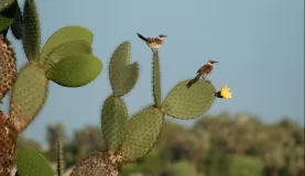 Mockingbirds