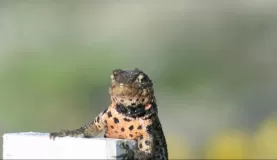 Lava lizard
