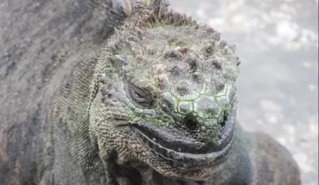 That famous marine iguana smile on Fernandina