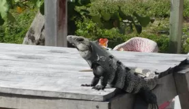 A visitor at the cabin