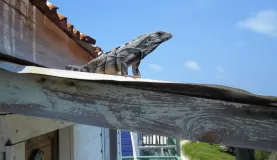 An iguana soaking up some rays on Caye Caulker